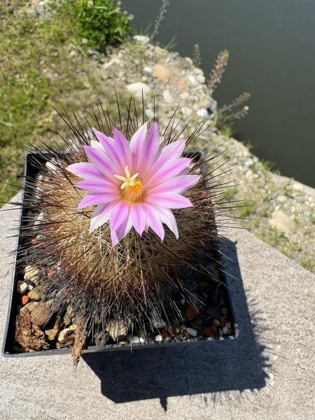 Gymnocactus beguinii